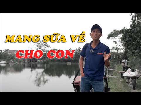 "NGƯỜI CHA CỦA NĂM" ĐẤU TRÍ Ở HỒ NHIỀU CÁ TẠP, CÁ RÔ PHI BẢN ĐỊA CÓ MANG ĐƯỢC SỮA NGOẠI VỀ CHO CON ?