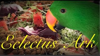 Pet Eclectus Parrots Basic Critical Information By Laurella Desborough