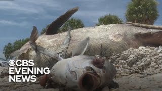 Red tide hurting florida's stone crab harvest