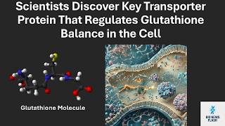 Scientists Discover Key Protein That Controls Glutathione Balance in Cells