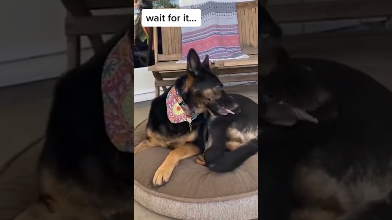 Super Angry Dog Compilation Video 🔥 #4 | Train My Dog #shorts #angrydogs #angrydog