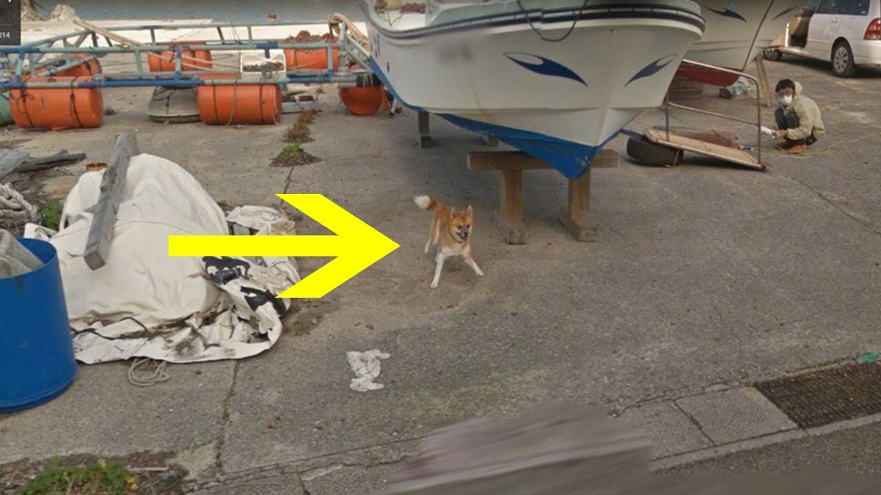  New  [감동]구글 스트리트 뷰 쫓아다니는 강아지 - 감동바다