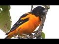 Oriole de baltimore cri  chant