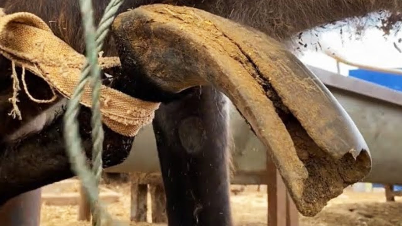 解壓！懷孕大母驢分娩前修蹄子，老師傅用刀切除蹄子清理髒物，毛驢舒服了【非遺修蹄者】