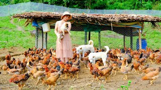 Building a new life episode 43 | my daily life with 300 free-range chickens