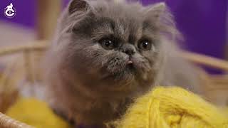 GCCF Breed Guide - Persian