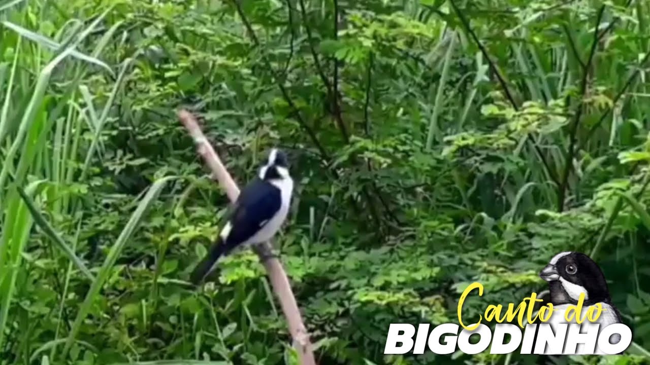 CANTO DO BIGODINHO NA NATUREZA ENCARTE O SEU AGORA!