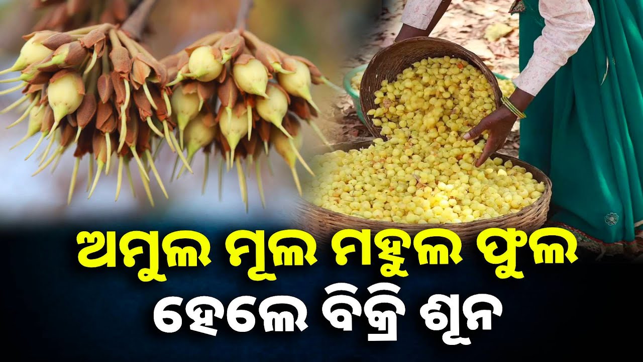 ମହୁଲ ଫୁଲର ଅଭାବି ବିକ୍ରିକୁ ନେଇ ଚିନ୍ତାରେ ଗୋଟଳୀ, କିଭଳି ଚଳାଇବେ ପରିବାର? || Knews odisha