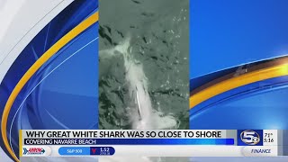 VIDEO: Marine biologist speaks about great white shark found at Navarre Beach