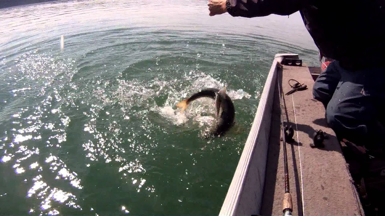 Best Arctic Trout Fishing YouTube