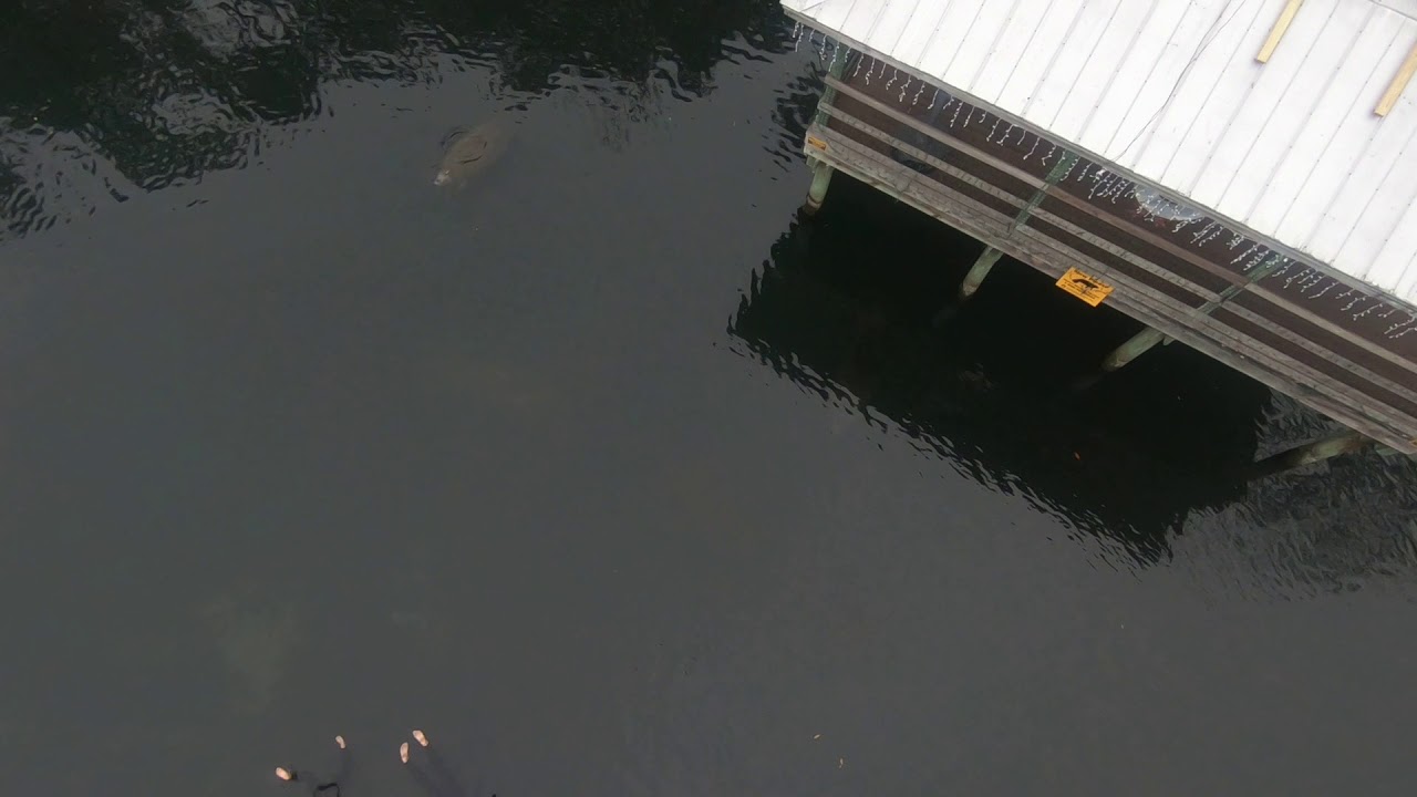 Manatee Swim in Homosassa Springs
