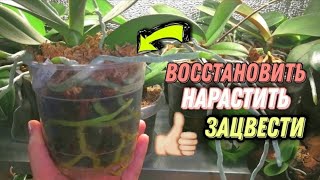 видео: СУПЕР СредствА способные в миг ВОСКРЕШАТЬ ОРХИДЕИ. картинка: СУПЕР СредствА способные в миг ВОСКРЕШАТЬ ОРХИДЕИ.
