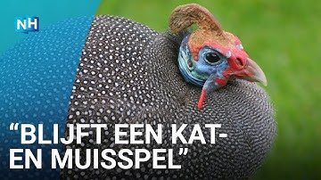 Beruchte 