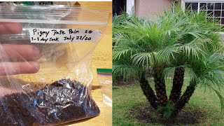 Growing Pigmy Date Palm (Phoenix roebeleni) from seed