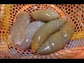 (Na)전국 최고의 삼천포 개불과 자연산 잡어 Korea gaebul, penis fish , innkeeper worm,  [맛있겠다 Yummy]