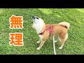 小さな敵に完全敗北する柴犬が可愛い