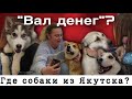 Куда я трачу деньги, собранные на больных собак, спасенных из Якутска?