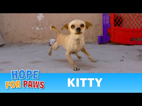 Videó: Pet Scoop: Elhagyott Chihuahua fogadja a cica, a vidrák rebound után Exxon Valdez