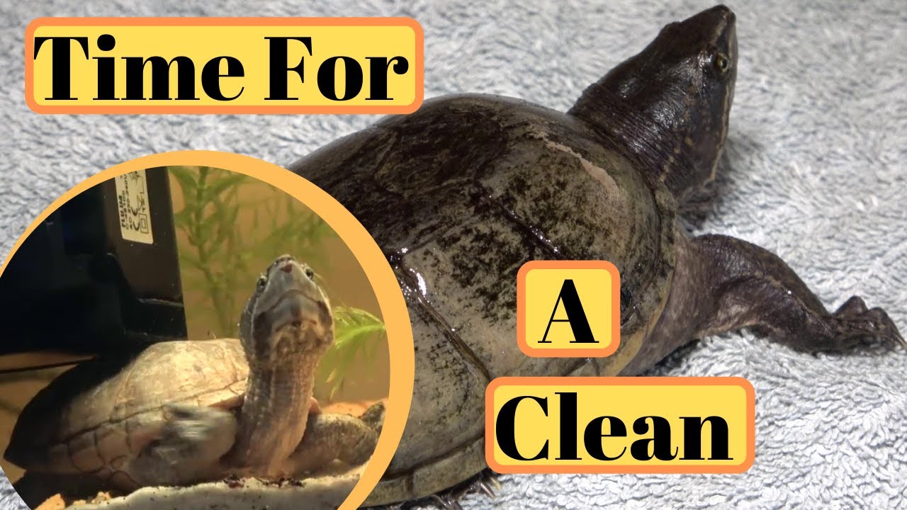 Turtle Shells, Healthy Keeping YouTube