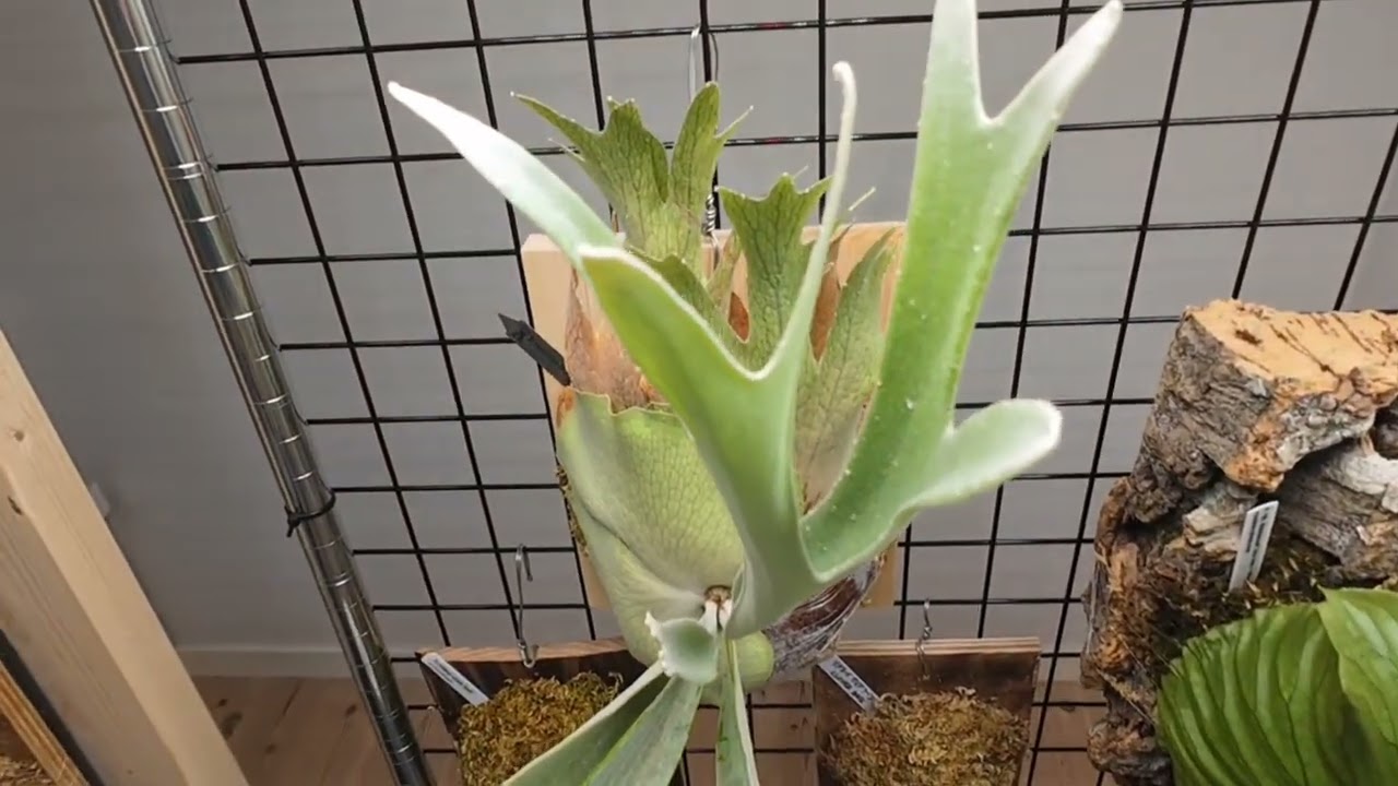 全滅!もう一度チャレンジします。