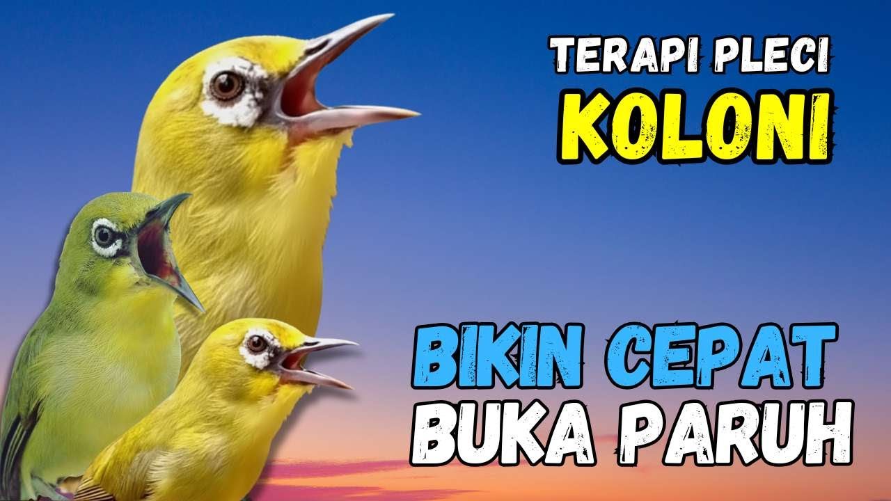 Terapi Pleci Koloni Ampuh Bikin Pleci Cepat Buka Paruh