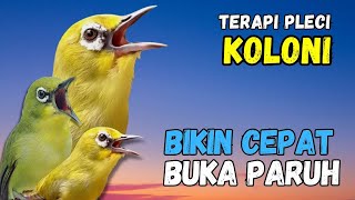 Terapi Pleci Koloni Ampuh Bikin Pleci Cepat Buka Paruh