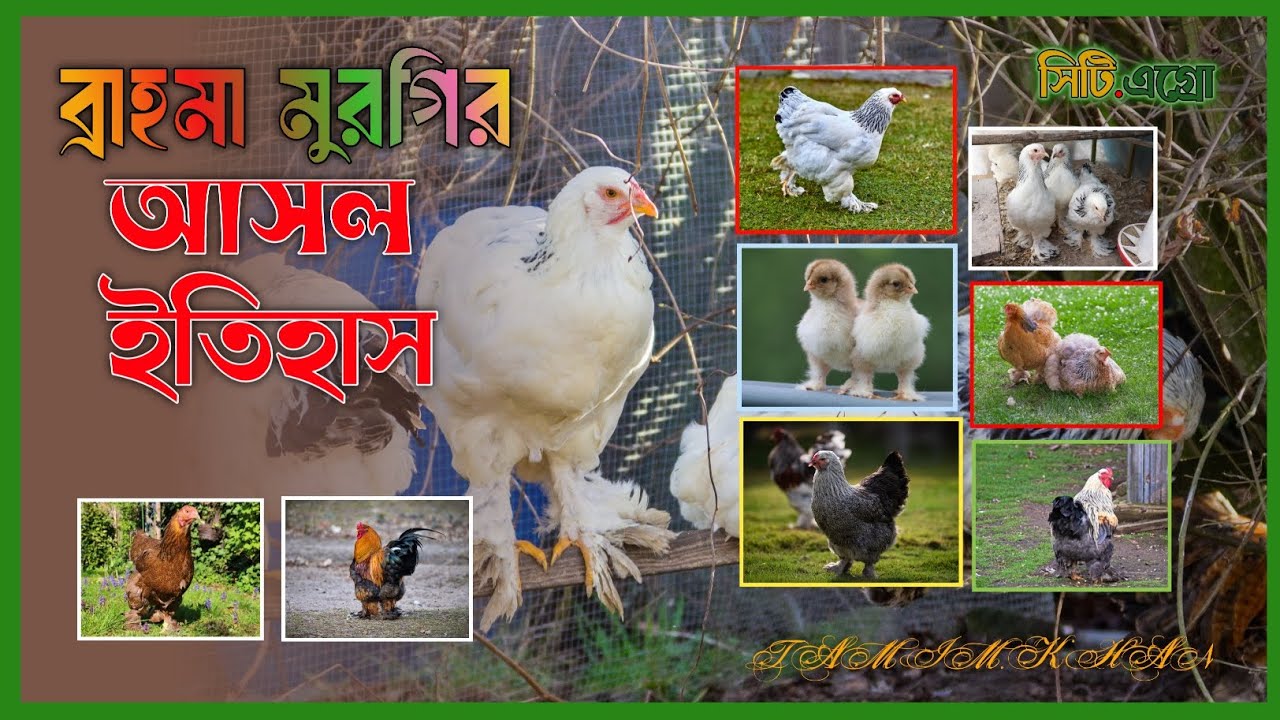 ব্রাহ্মা মুরগির সম্পূর্ণ ইতিহাস, রঙ, ওজন ও পালন গাইড | Brahma Chicken Full Documentary
