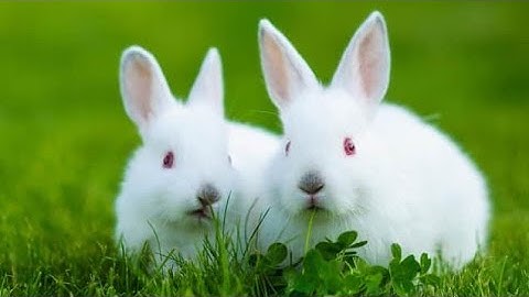 Genetic Engineering : Glow-In-The-Dark Rabbits