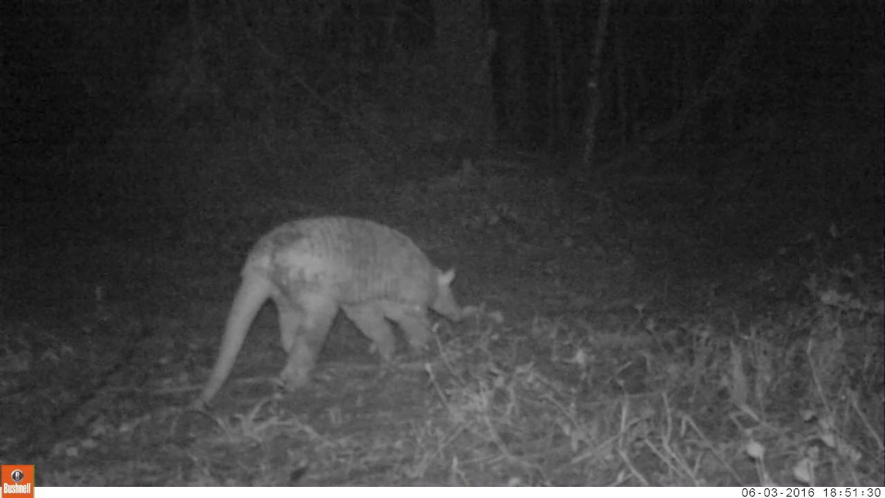 Rare giant armadillo (Priodontes maximus) in San MIguelito Jaguar Conservation Ranch