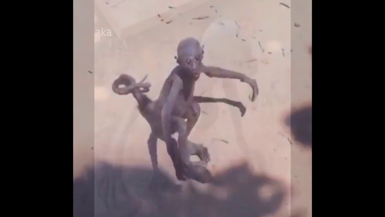 Chupacabra or gargoyle  real footage Dashcam no one was suppose to see