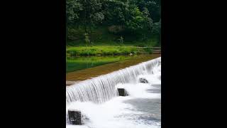 4K Deep Forest Stream Relaxation • Gentle Water Sounds for Sleep, Study #relaxing#deepsleep