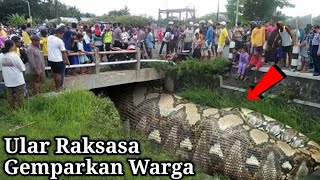 VIRAL !! ULAR RAKSASA GEMPARKAN WARGA NGANJUK JAWA TIMUR