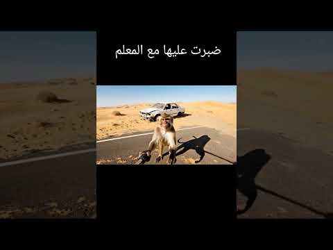 ݣلبت ليه طموبيل    