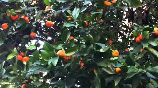 Tangerine tree near the entering art school