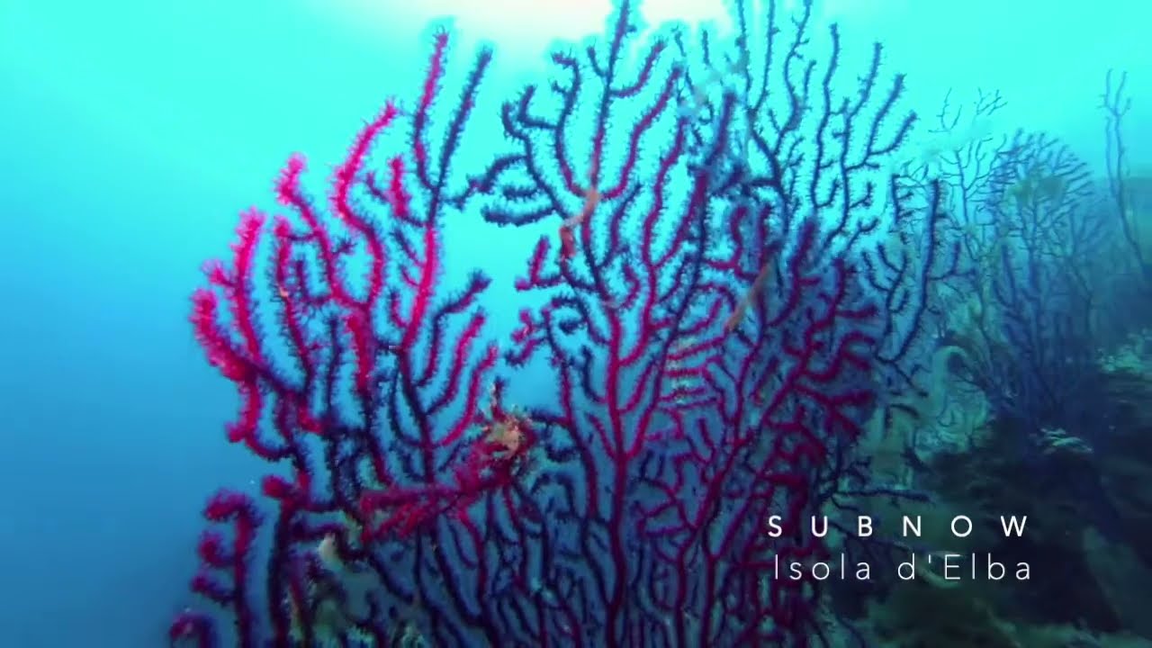 Red dreams in Sub Now