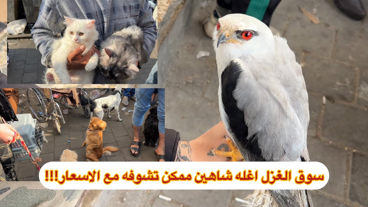 جولة في سوق الغزل وشفت حيوانات غريبه مع الاسعار