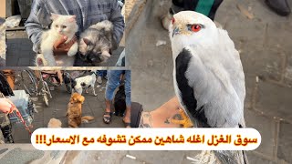 جولة في سوق الغزل وشفت حيوانات غريبه مع الاسعار