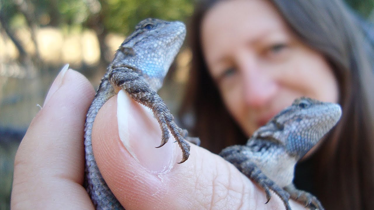 How to noose a lizard 