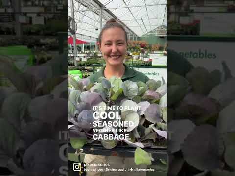 Βίντεο: Τι είναι καλλιεργητής γλάστρας;