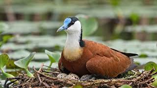 African Jacana: From Egg to Survivor | An interesting journey