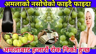 अमलाको चामत्कारिक फाइदै फाइदा।हज्जारौं रोगको ओखती। Amala|Amala Kheti|Amala Benefits
