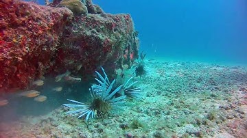 Uniting forces to control invading lionfish in Aruba video