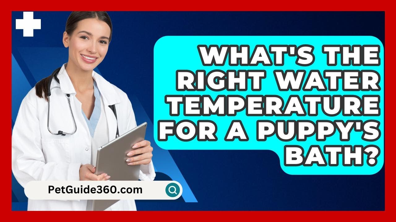 What's The Right Water Temperature For A Puppy's Bath? - PetGuide360.com