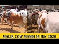 MALIR COW MANDI LATEST UPDATE 16 JUN 2020