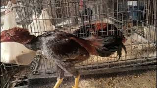 Tham pem uasi dua xwb 