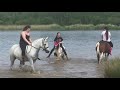 Horses Swim In The Lake on Hot Day