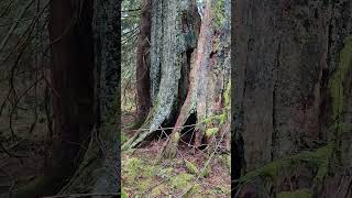 Burke Mt. Old Tree Stumps Used As Bear Dens