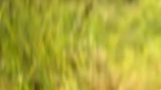 Anaconda Deleted Scenes