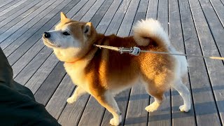 さんぽに疲れると励ましてもらいに来る柴犬