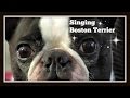 Cute funny singing boston terrier dog star louie on talent hounds